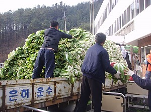 김장담그기