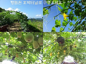 향림원 호박터널로 구경오세요 ^^
